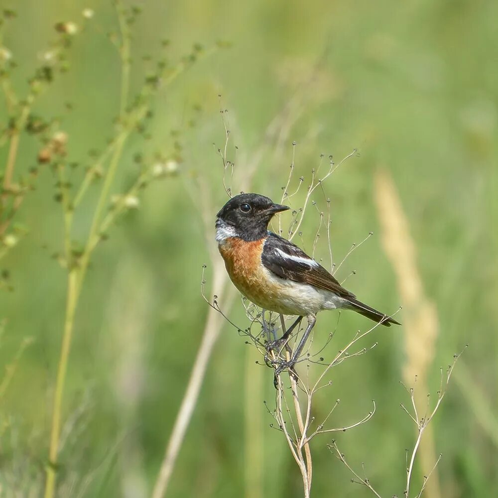 Птицы кемеровской области фото с названиями Common Stonechat (Saxicola torquata). Birds of Siberia.