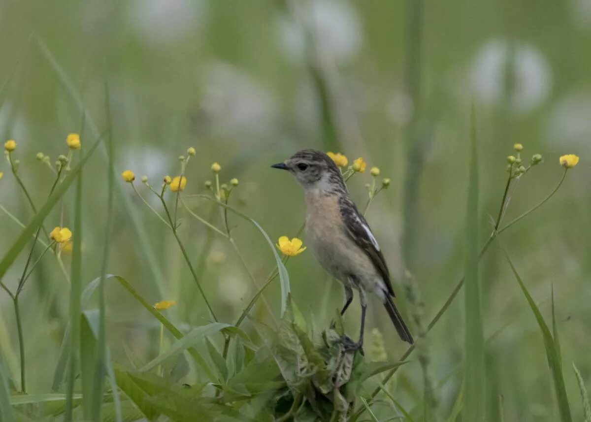 Птицы кемеровской области фото с названиями Common Stonechat (Saxicola torquata). Birds of Siberia.