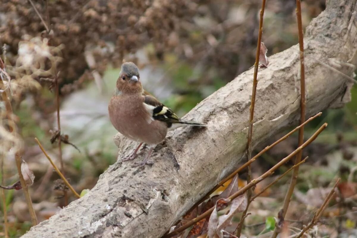 Птицы кемеровской области фото с названиями Common Chaffinch (Fringilla coelebs). Birds of Siberia.