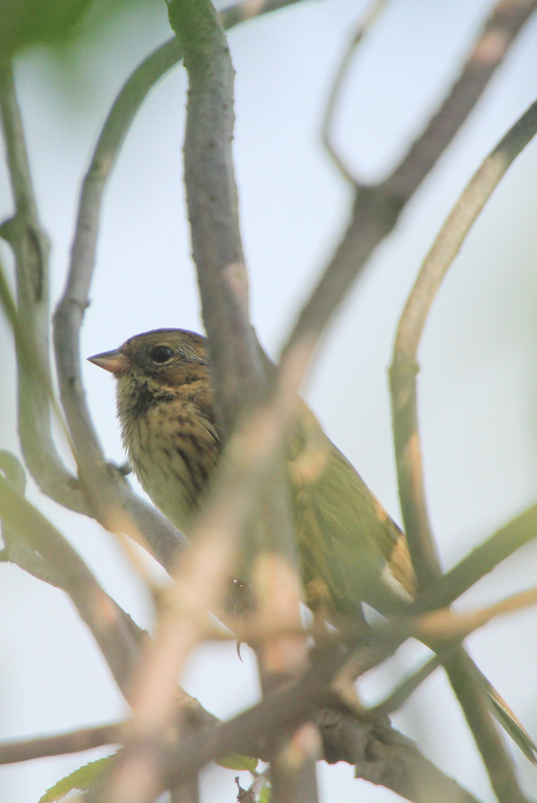 Птицы кемеровской области фото с названиями Black-faced Bunting (Ocyris spodocephalus). Birds of Siberia.