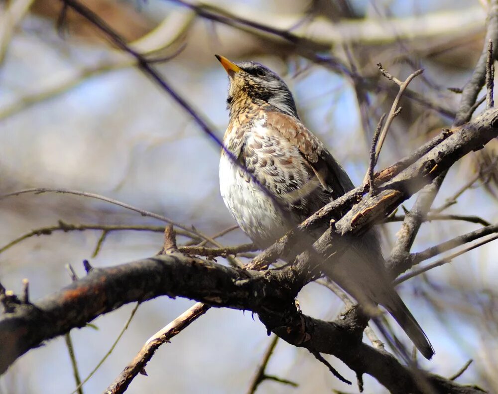 Птицы кировской фото с названиями Fieldfare (Turdus pilaris). Birds of Siberia.