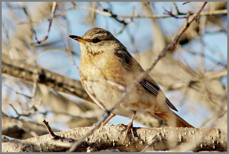 Птицы кировской фото с названиями bird - Северные Земли Фотосайт Дальнего Востока и Сибири