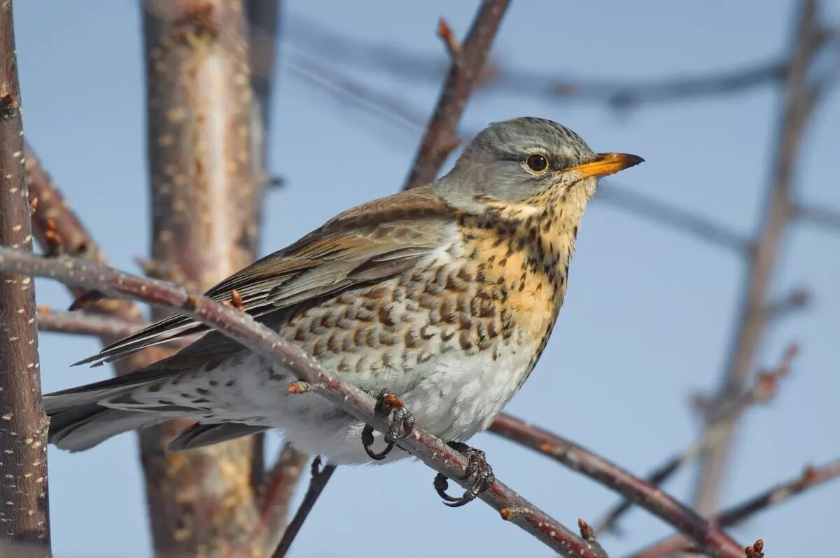 Птицы кировской фото с названиями Fieldfare (Turdus pilaris). Birds of Siberia.