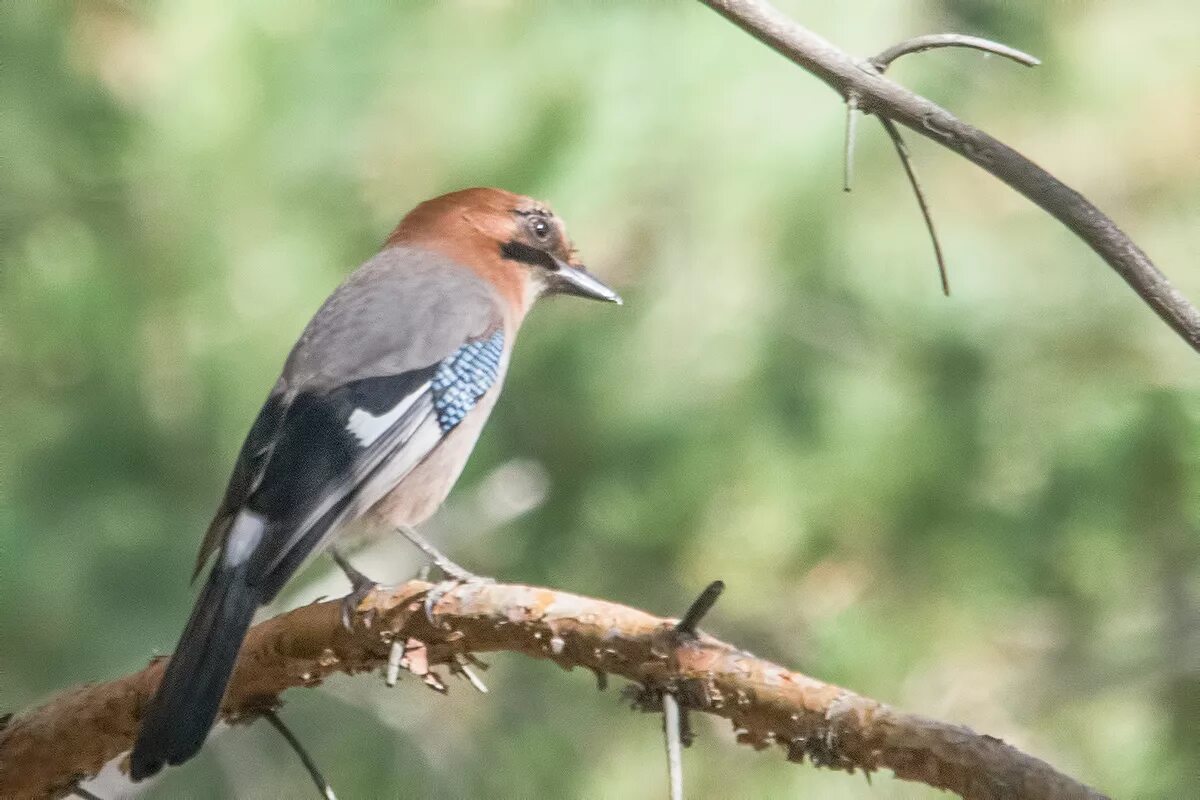 Птицы кировской фото с названиями Eurasian Jay (Garrulus glandarius). Birds of Siberia.