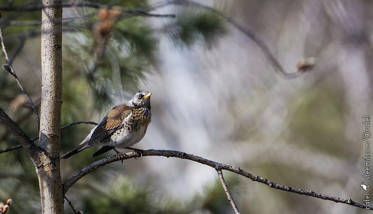 Птицы кировской области фото с названиями лесные Ratel's photos #217 Forest Birds-164 - Steemit