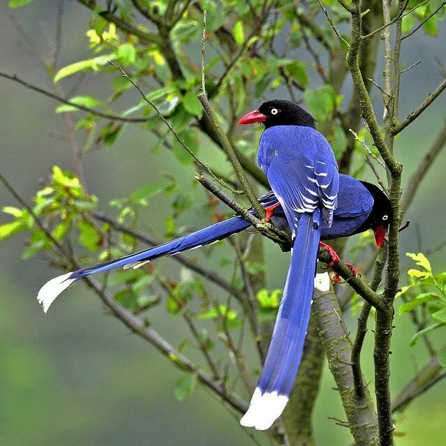 Птицы китая фото с названиями Taiwan Blue Magpie Most beautiful birds, Beautiful birds, Colorful birds