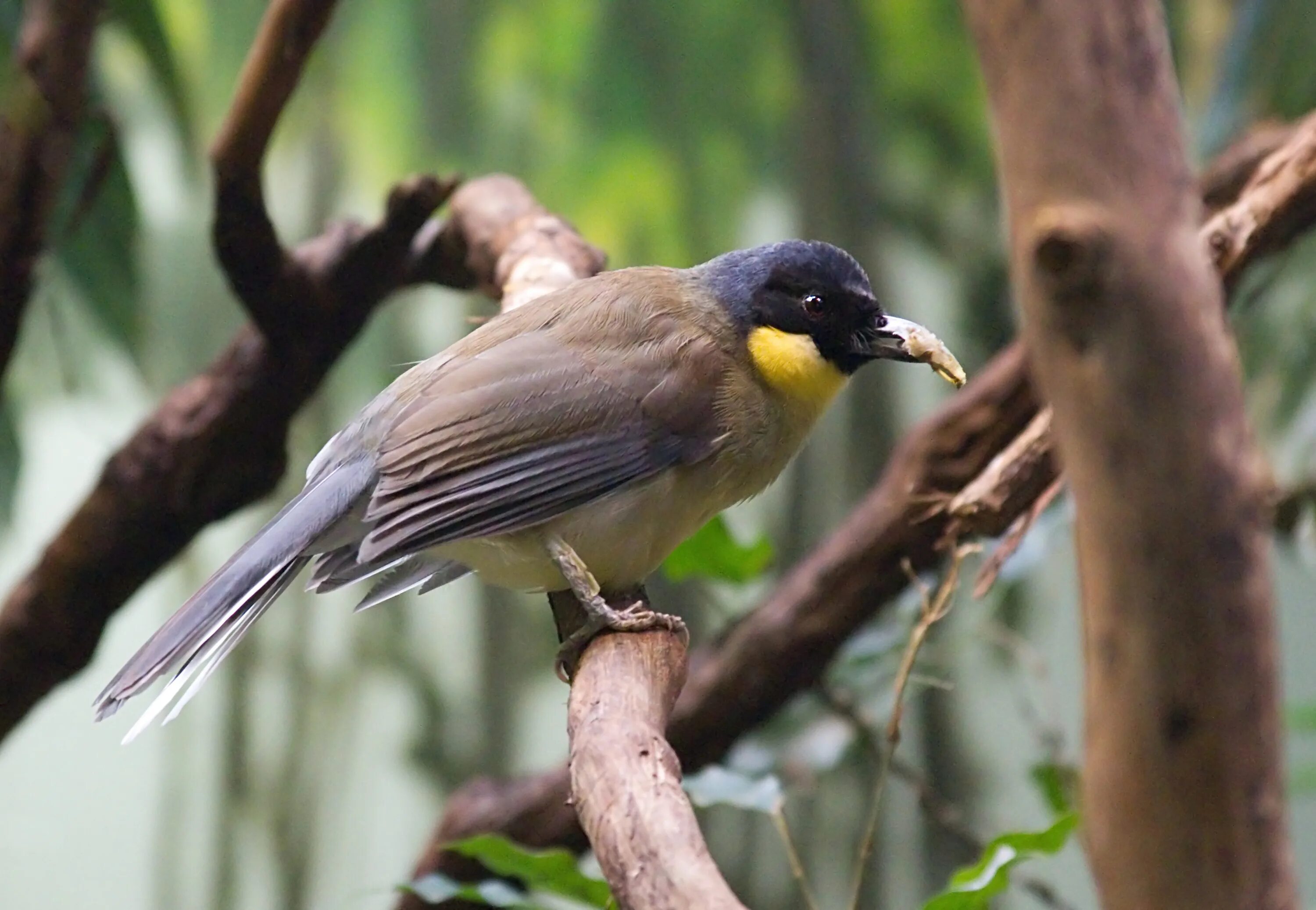 Лиотрикс. Китайский соловей. Beautiful birds, Cute birds, Pet birds