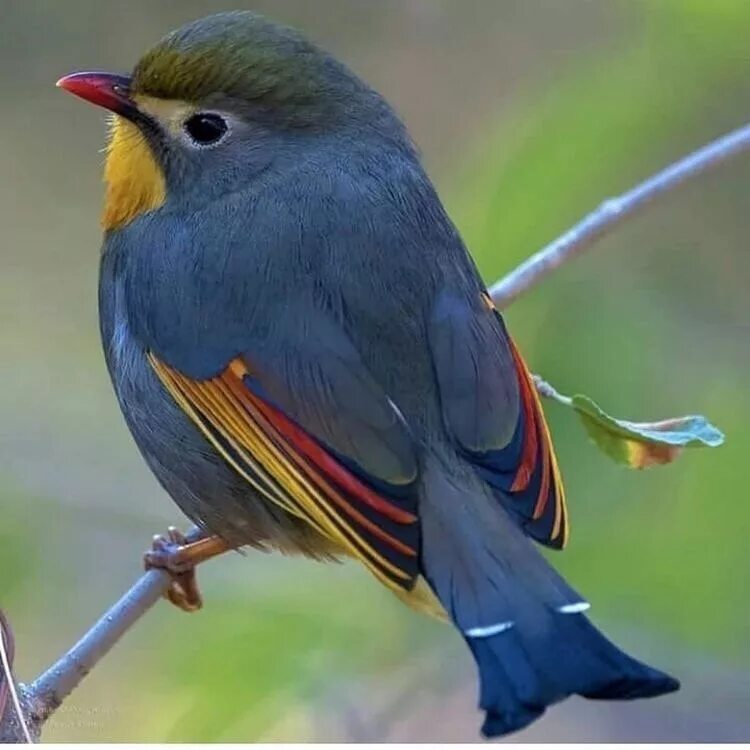 Птицы китая фото с названиями Лиотрикс. Китайский соловей. Beautiful birds, Cute birds, Pet birds