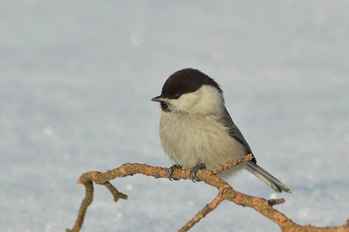 Птицы коми фото и названия Willow Tit (Parus montanus). Birds of Siberia.