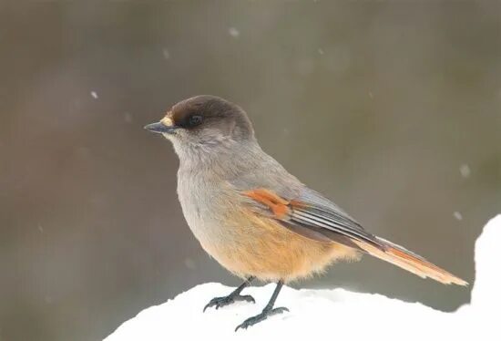 Птицы коми фото и названия Siberian Jay - Perisoreus infaustus (With images) Siberian, Beautiful birds, Jay