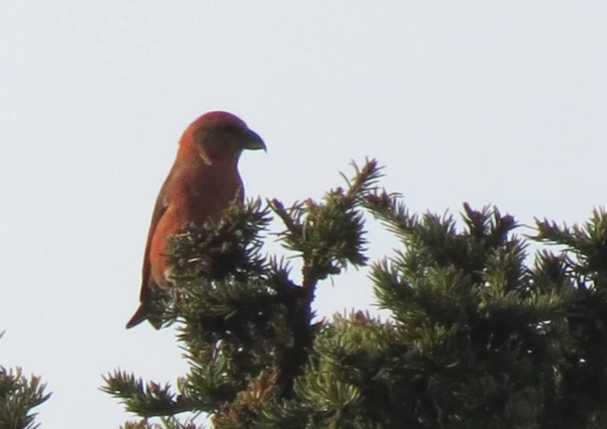 Птицы коми фото и названия Red Crossbill (Loxia curvirostra). Birds of Siberia.