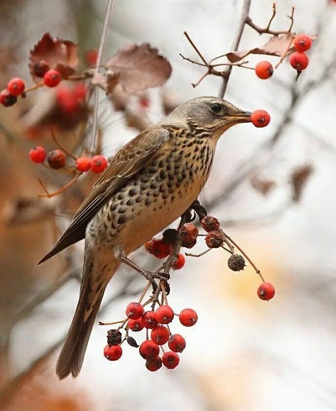 Птицы которые едят рябину осенью фото Grive Litorne (Turdus Pilaris) Dessin chasse, Passereaux, Image oiseau