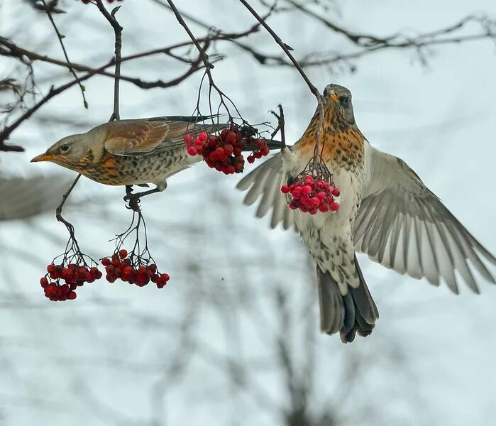 Птицы которые едят рябину осенью фото You heard the thrushes sing - Форум по искусству и инвестициям в искусство