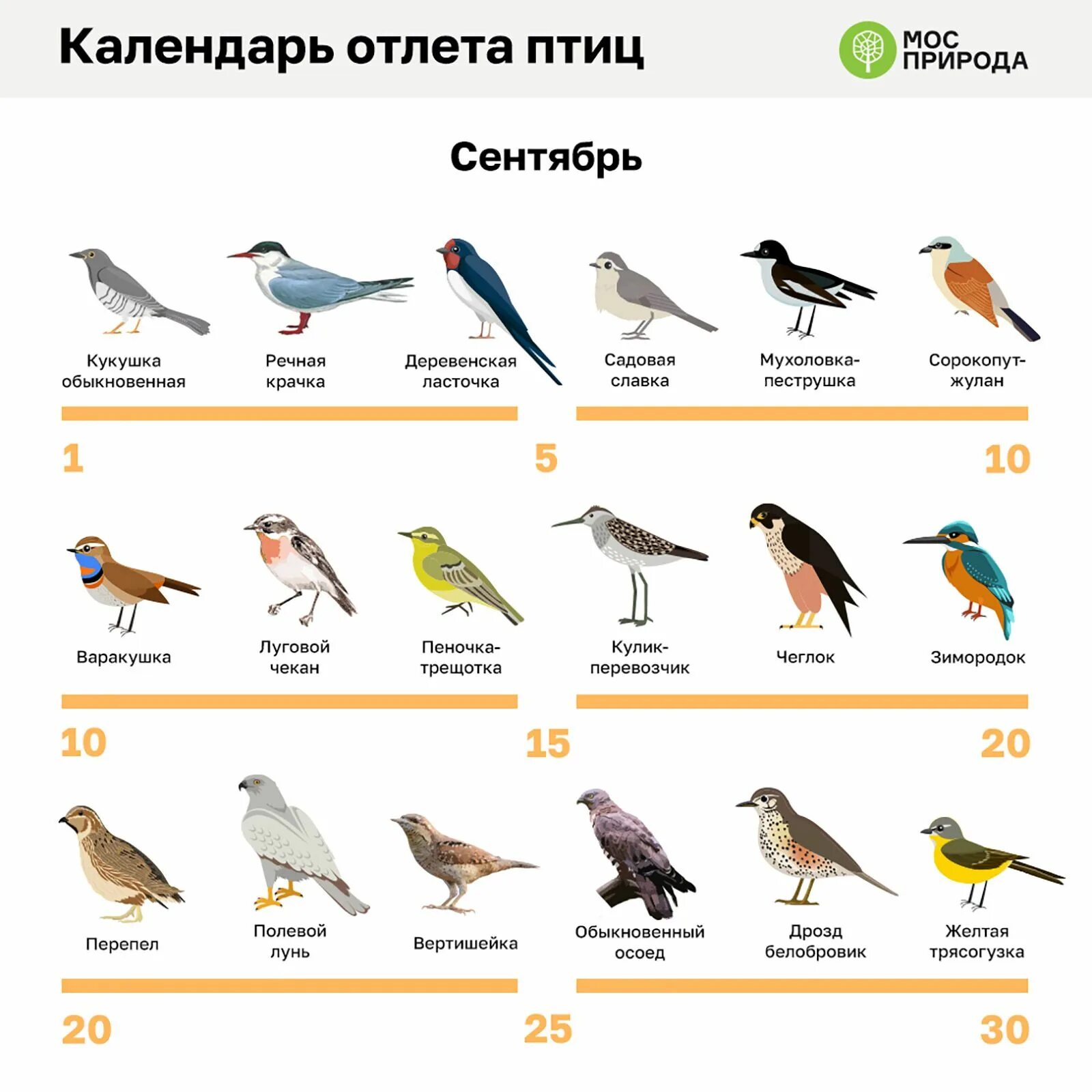 Птицы которые улетают на юг фото И снова в путь: первые птицы начали улетать на зимовку / Новости города / Сайт М