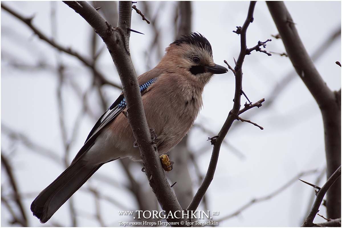 Птицы краснодарского края фото ФотоБлог Торгачкин Игорь Петрович © Igor Torgachkin: Птицы Краснодарского края, 