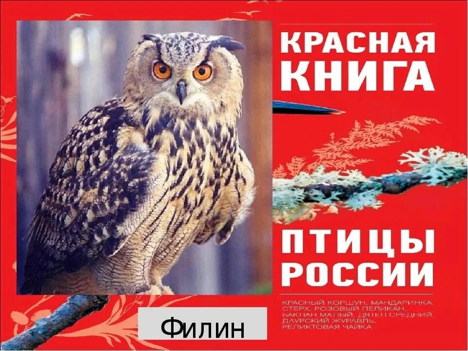 Птицы красной книги фото с названиями Беседа "Птицы Красной книги" 2022, Азнакаевский район - дата и место проведения,