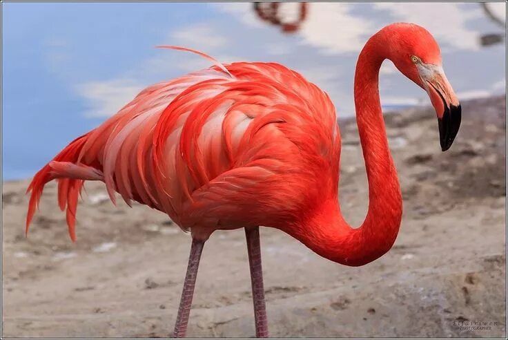 Птицы красной книги мира фото и названия Российский Сервис Онлайн-Дневников Birds, Flamingo, Birdland