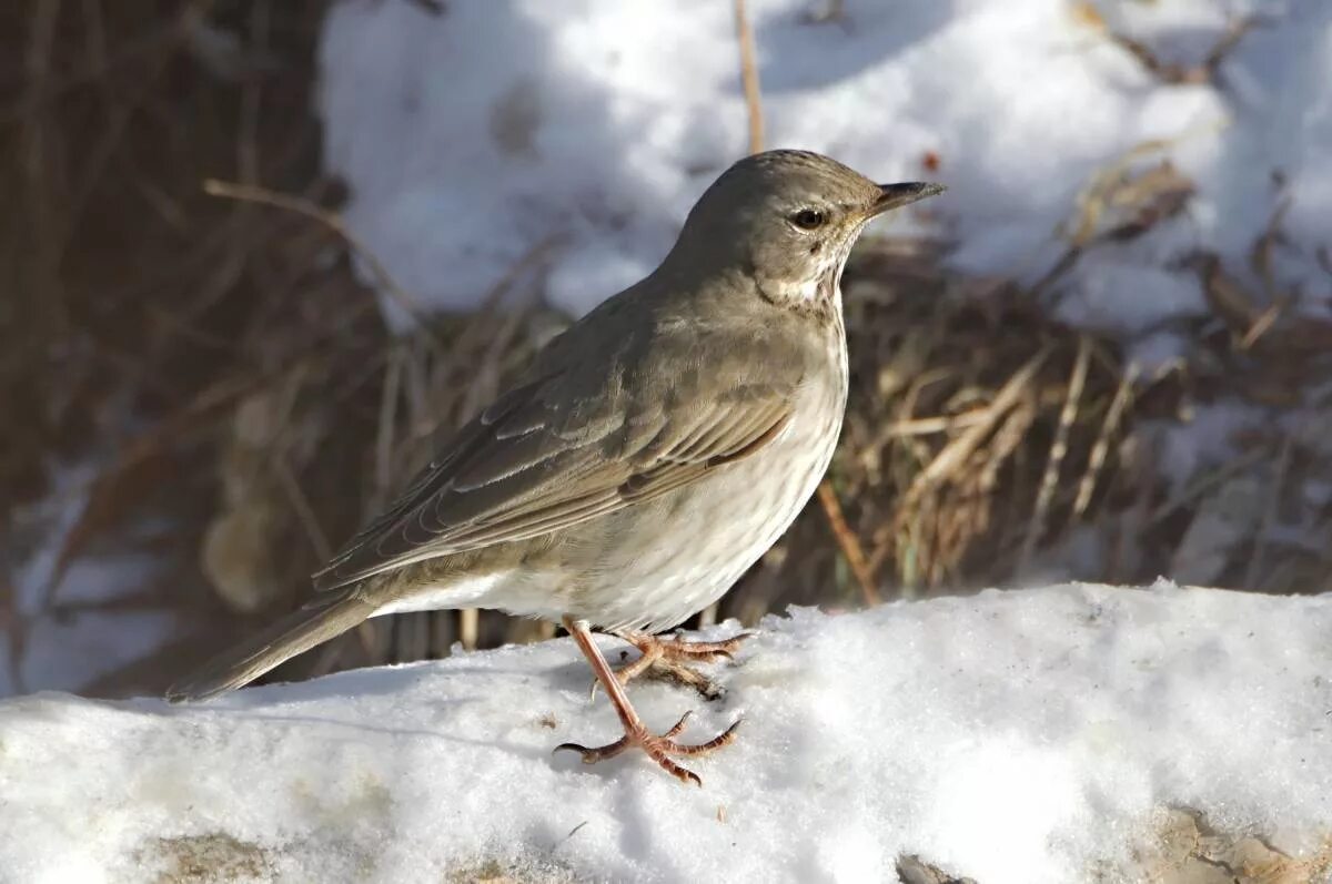 Птицы красноярска фото и названия Black-throated Thrush (Turdus atrogularis). Birds of Siberia.