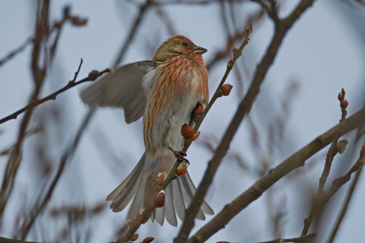 Птицы красноярска фото и названия Pallas's Rosefinch (Carpodacus roseus). Birds of Siberia.