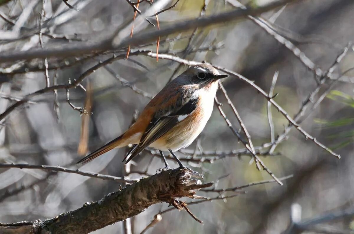 Птицы красноярска фото и названия Красноспинная горихвостка (Phoenicurus erythronotus). Птицы Сибири.