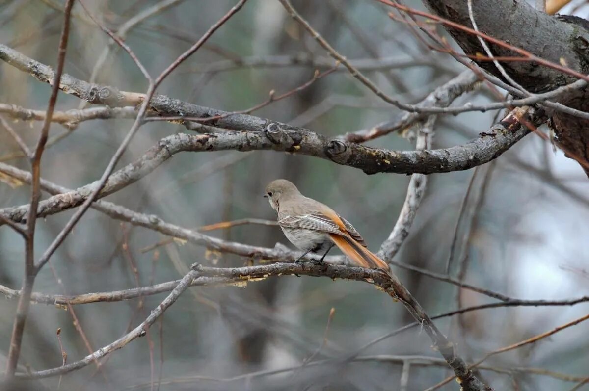 Птицы красноярска фото и названия Eversmann's Redstart (Phoenicurus erythronotus). Birds of Siberia.