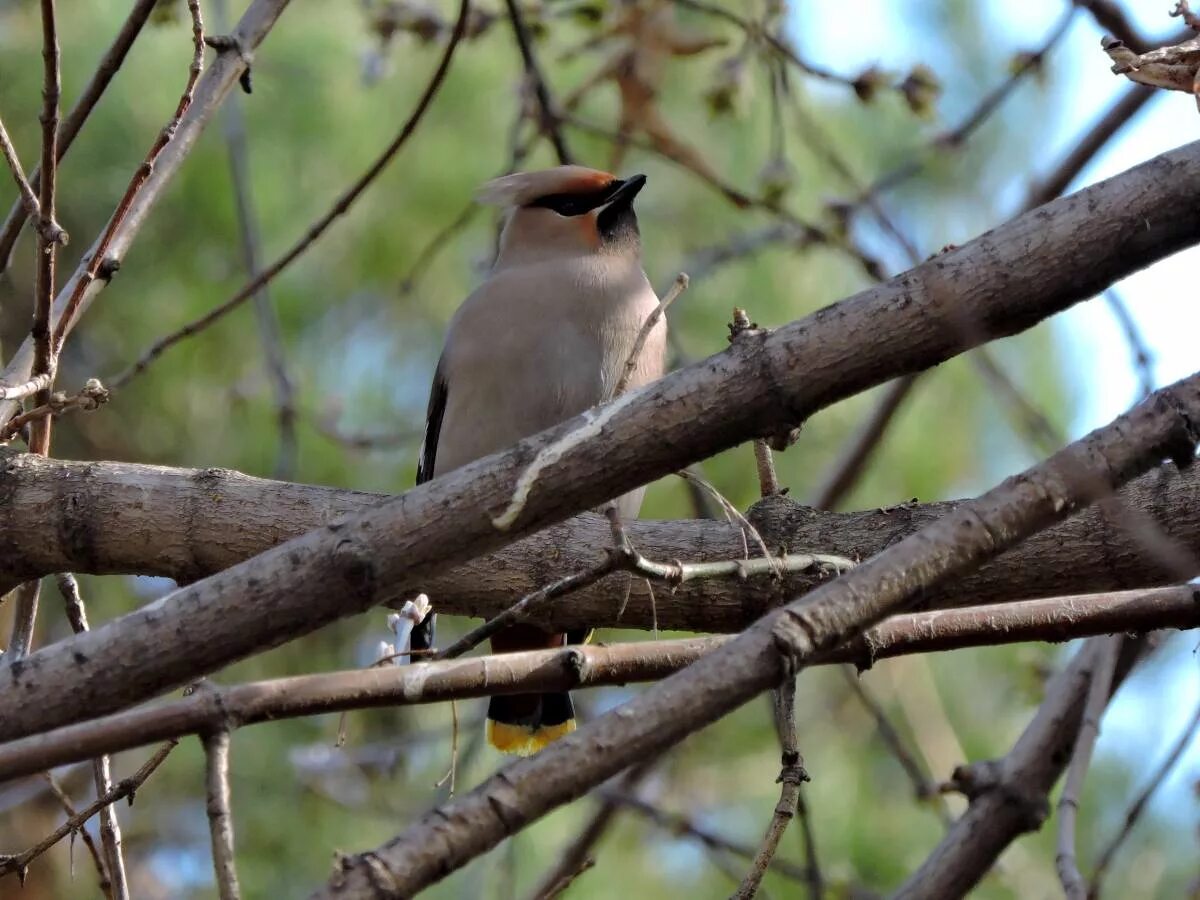 Птицы красноярска фото и названия Bohemian Waxwing (Bombycilla garrulus). Birds of Siberia.