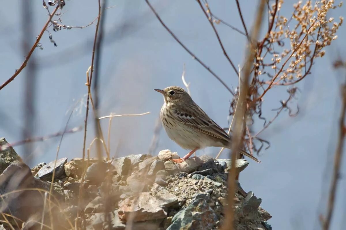 Птицы красноярска фото и названия Tree Pipit (Anthus trivialis). Birds of Siberia.