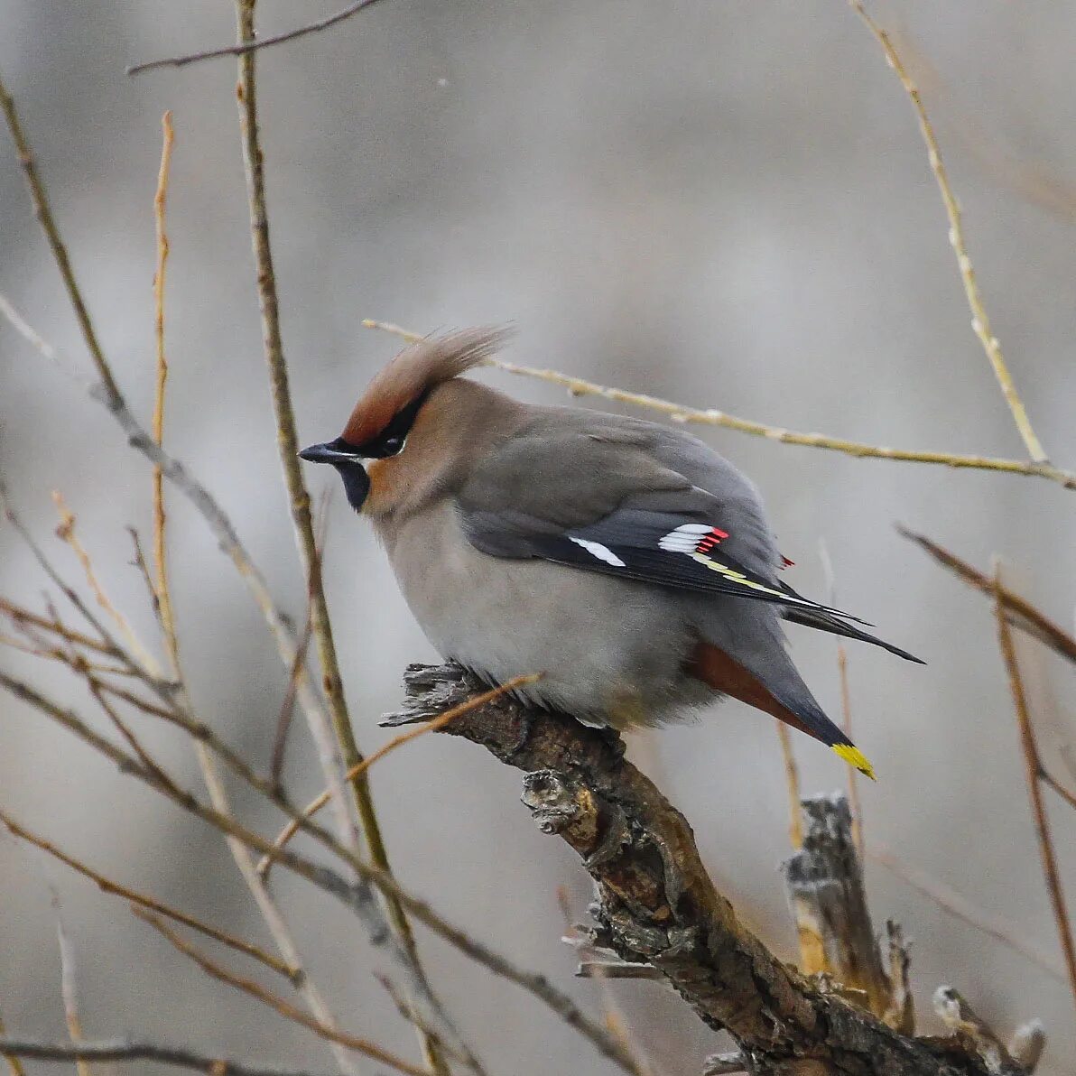 Птицы красноярска фото и названия Bohemian Waxwing (Bombycilla garrulus). Birds of Siberia.