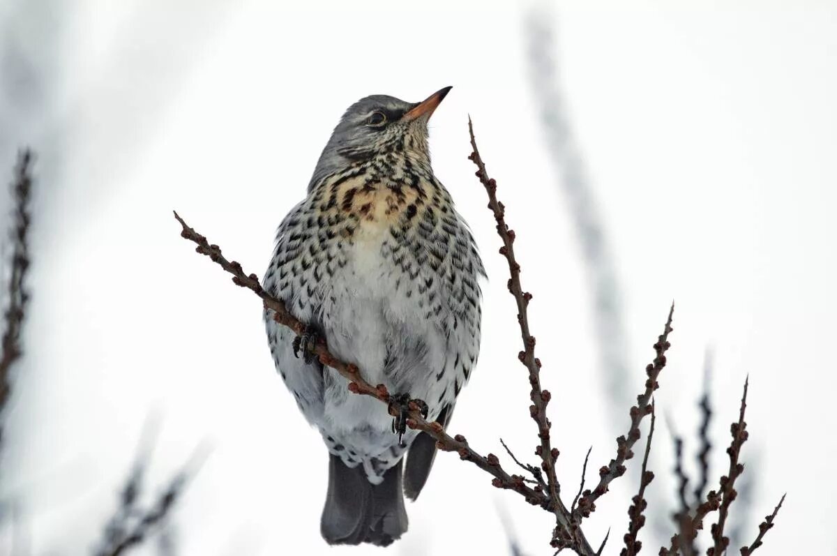 Птицы красноярского края фото Fieldfare (Turdus pilaris). Birds of Siberia.