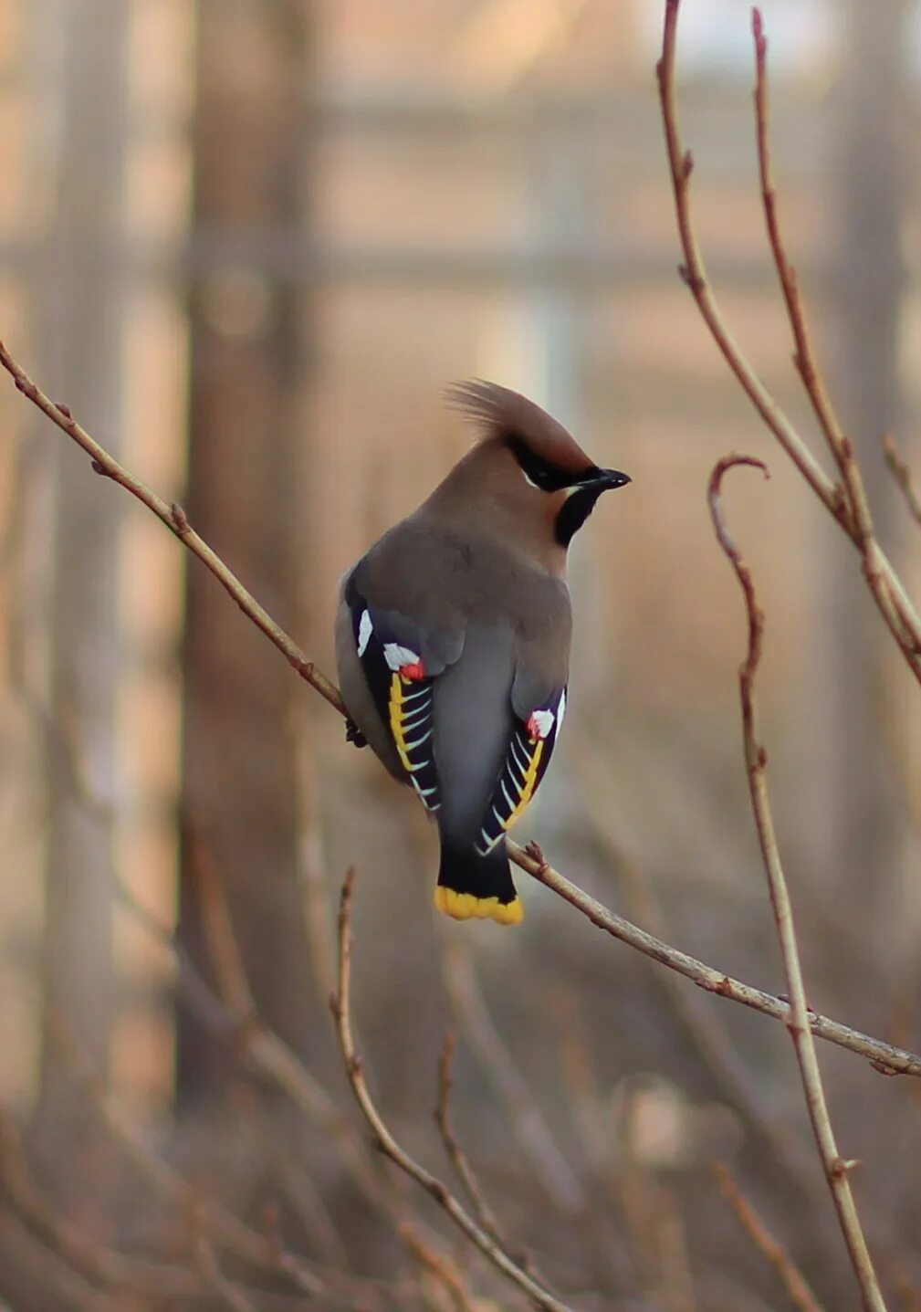 Птицы красноярского края фото Bohemian Waxwing (Bombycilla garrulus). Birds of Siberia.