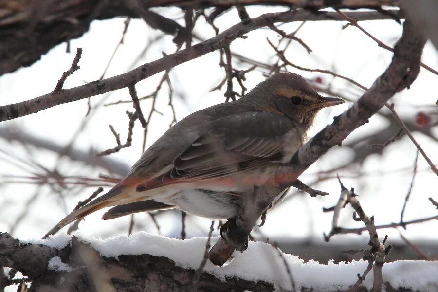 Птицы красноярского края фото Red-throated Thrush (Turdus ruficollis). Birds of Siberia.