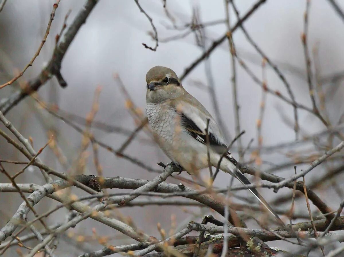 Птицы красноярского края фото Northern Grey Shrike (Lanius borealis). Birds of Siberia.