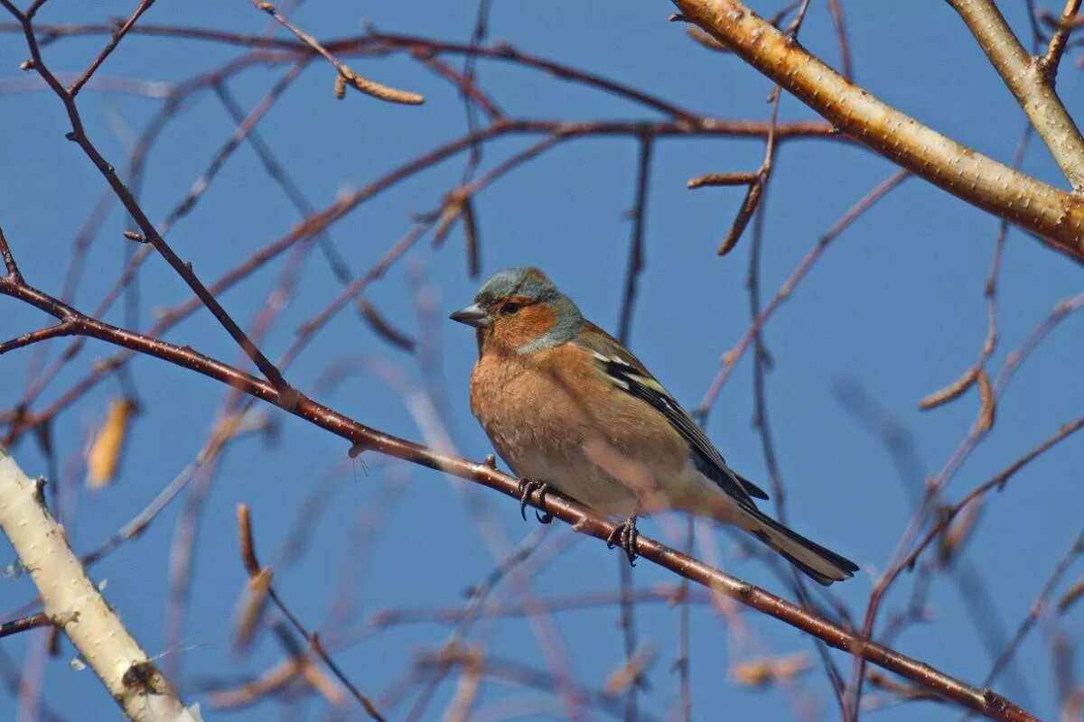 Птицы красноярского края фото Common Chaffinch (Fringilla coelebs). Birds of Siberia.