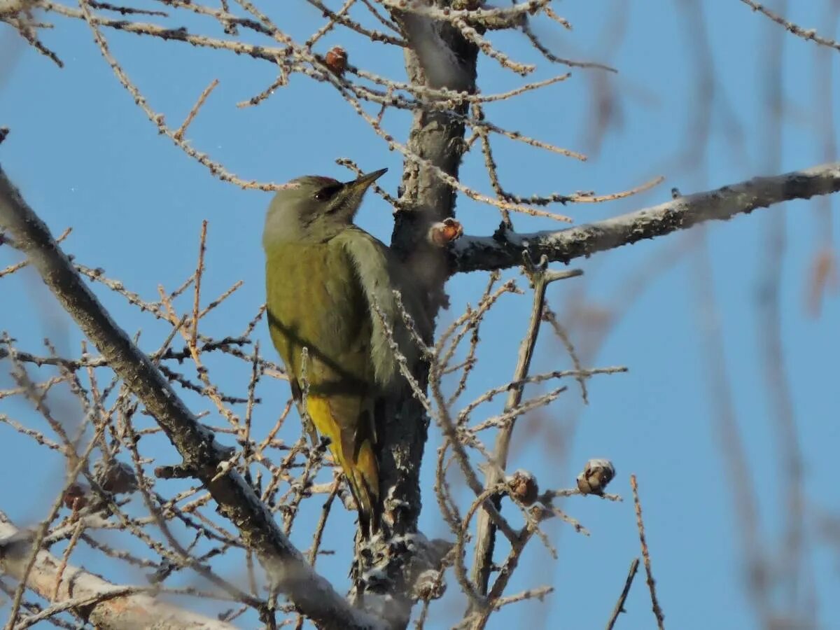 Птицы красноярского края фото Седой дятел (Picus canus). Птицы Сибири.