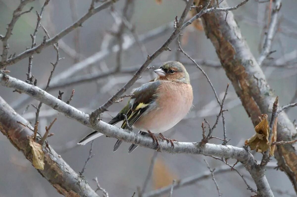 Птицы красноярского края фото Common Chaffinch (Fringilla coelebs). Birds of Siberia.