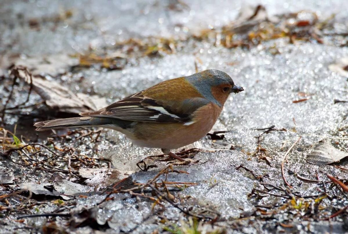 Птицы красноярского края фото с названиями Common Chaffinch (Fringilla coelebs). Birds of Siberia.