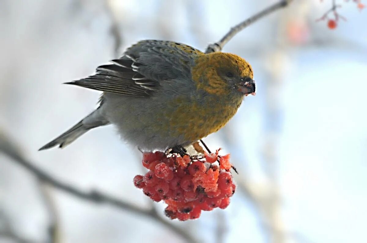 Птицы красноярского края фото с названиями Pine Grosbeak (Pinicola enucleator). Birds of Siberia.