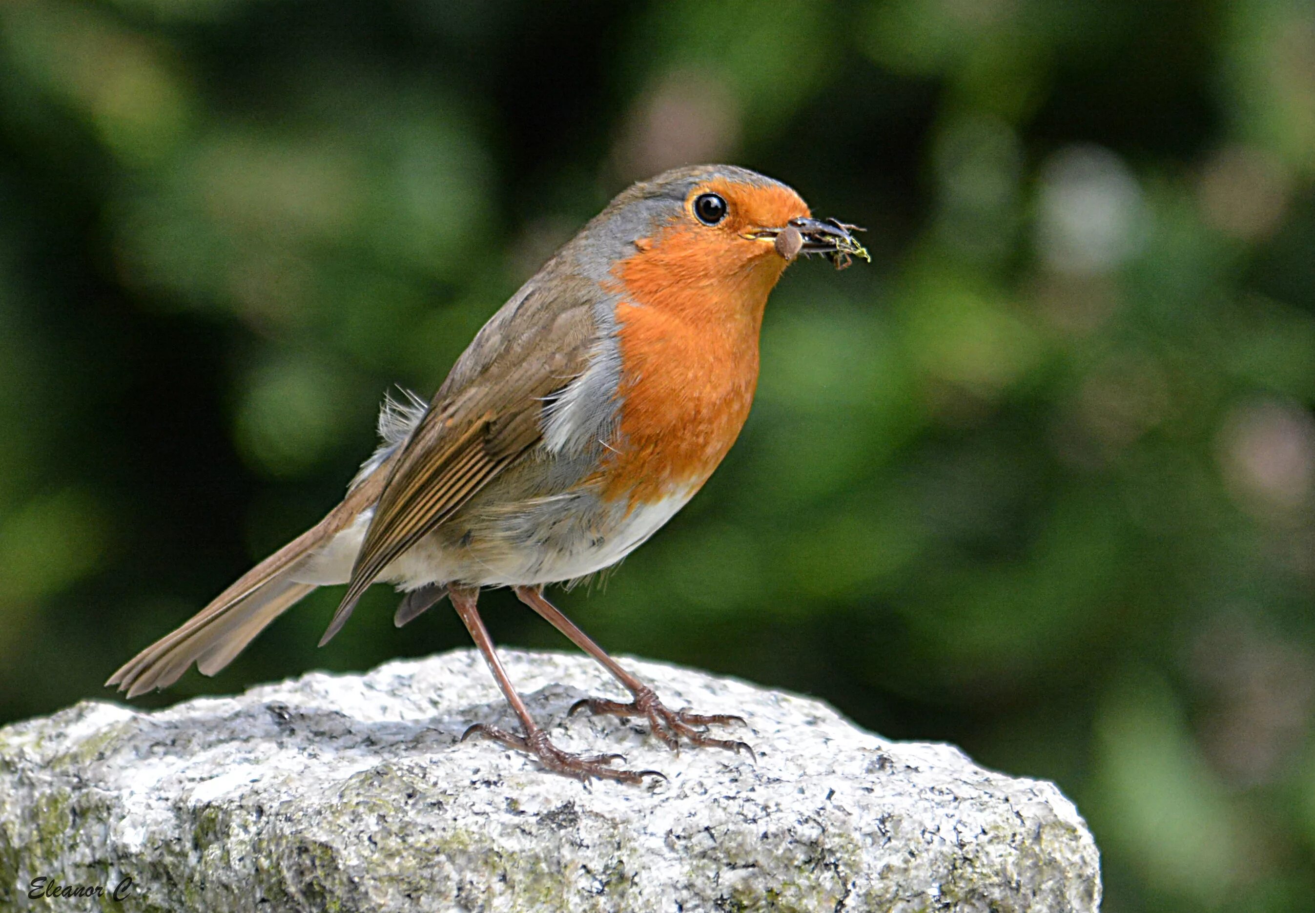 Птицы крыма фото и описание Wallpaper : european robin, fauna, beak, old world flycatcher, wildlife, perchin