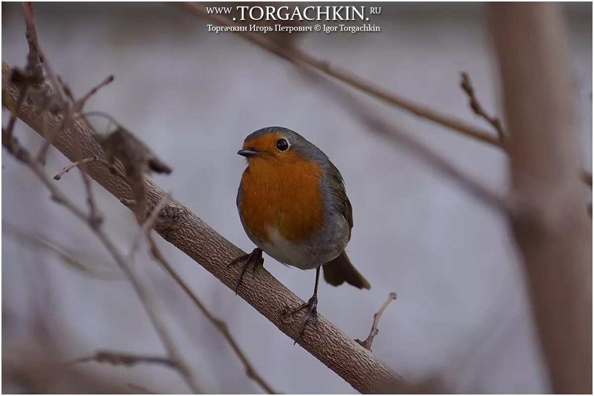 Птицы кубани фото ФотоБлог Торгачкин Игорь Петрович © Igor Torgachkin