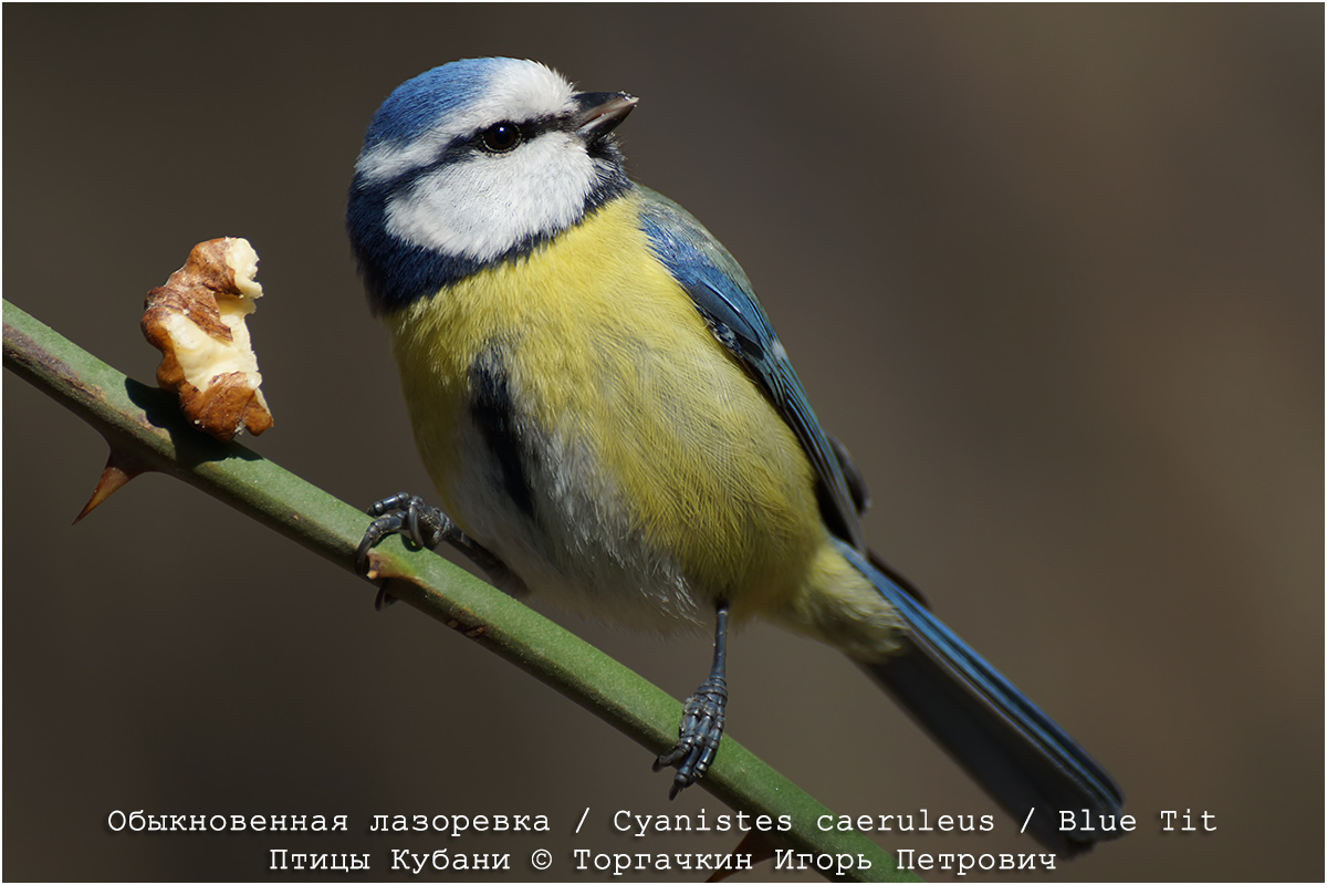 Птицы кубани фото ФотоБлог Торгачкин Игорь Петрович © Igor Torgachkin: Обыкновенная лазоревка / Пт