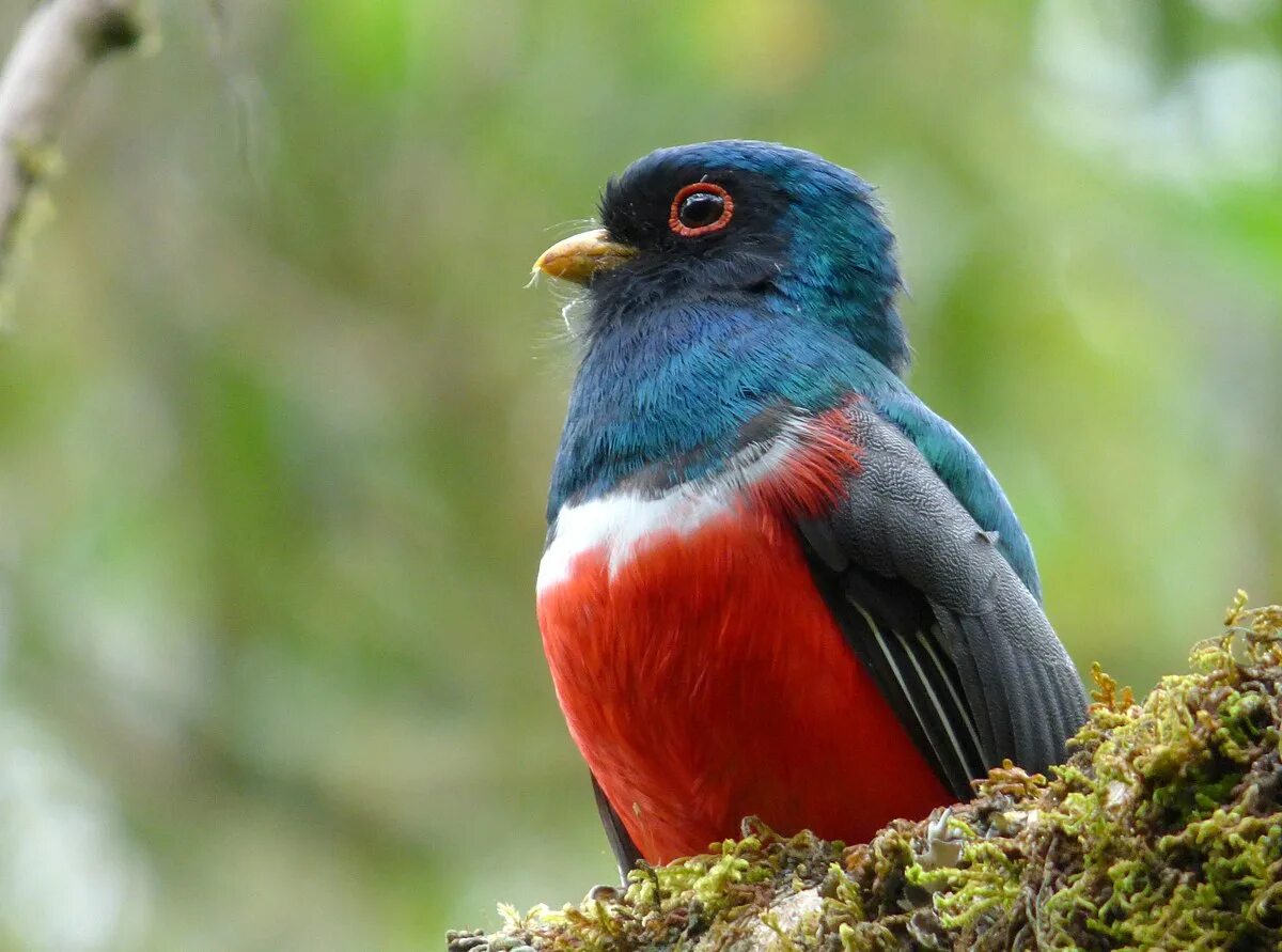 Птицы кубы фото File:Trogon personatus (Trogón enmascarado) - Macho (9) (16320131862).jpg - Wiki