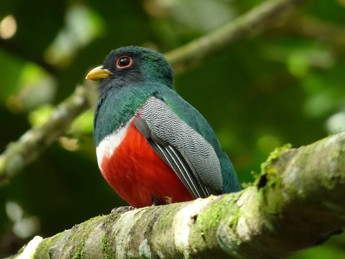 Птицы кубы фото Gekraagde trogon - Wikipedia