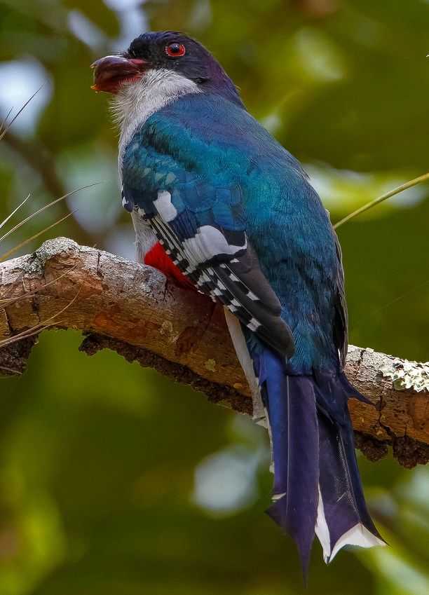 Cuban Trogon: National Bird of Cuba Interesting Facts about Cuban Trogon