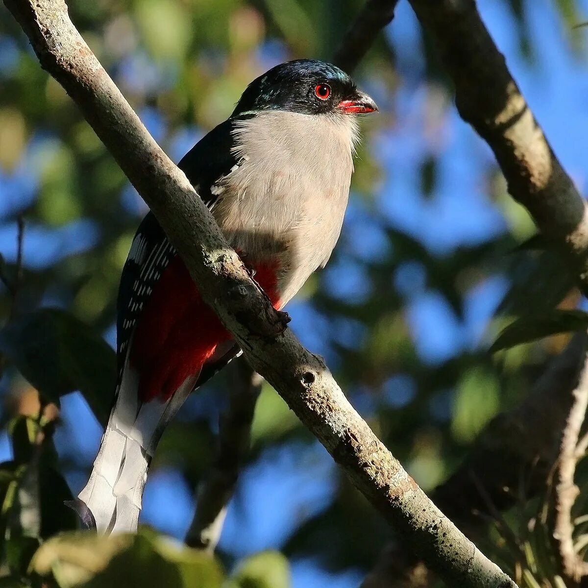 Птицы кубы фото File:Cuban trogon (Priotelus temnurus).JPG - Wikipedia