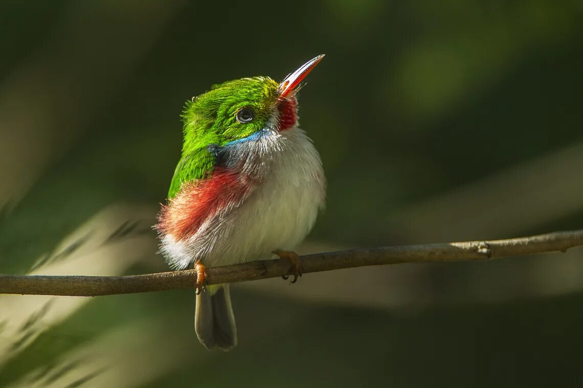 Птицы кубы фото Файл:Cuban Tody - Cuba S4E0449.jpg - Википедия