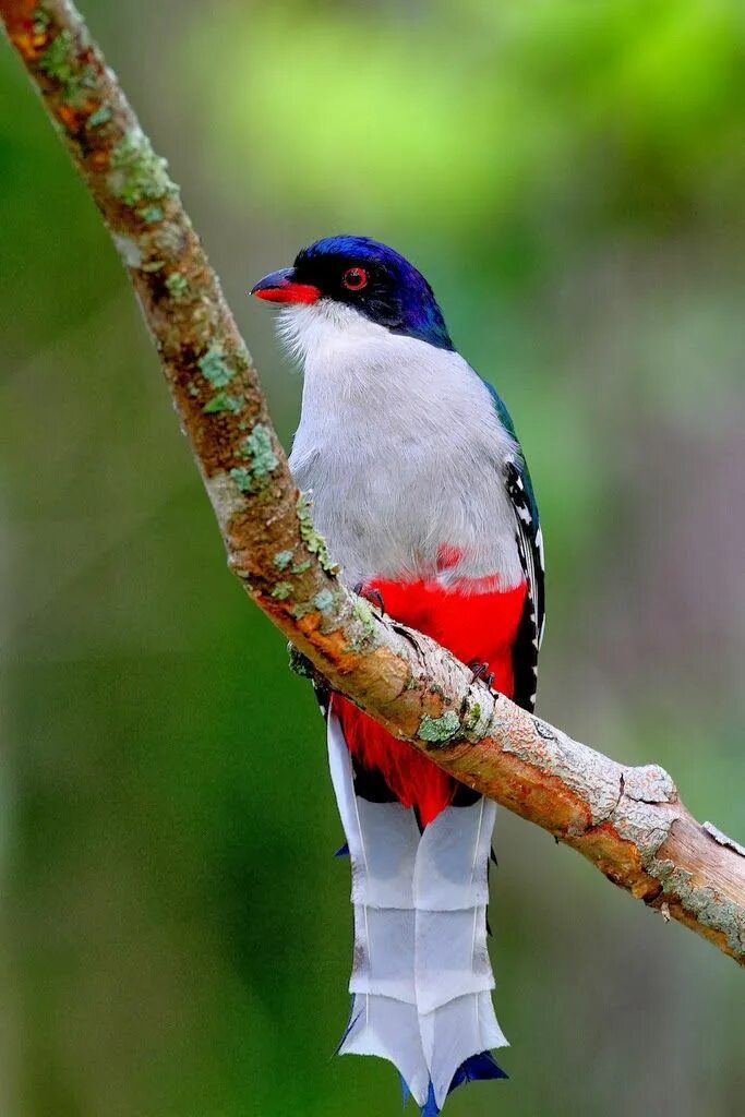 Птицы кубы фото Cuban Trogon Beautiful birds, Nature birds, Exotic birds