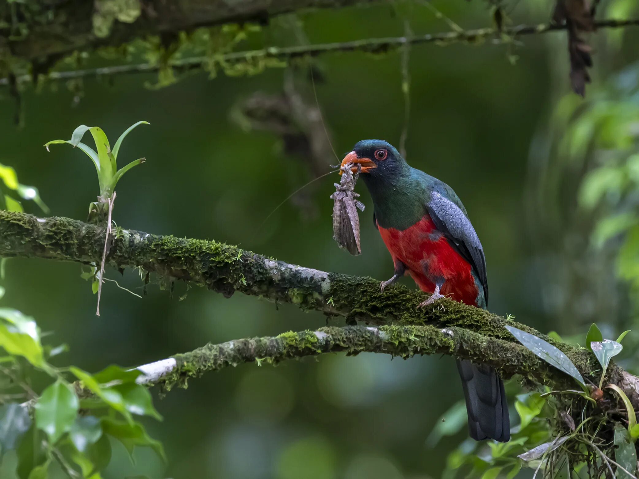 Птицы кубы фото Slaty-tailed Trogon. Фотограф Burgalin Sequeira Fernando