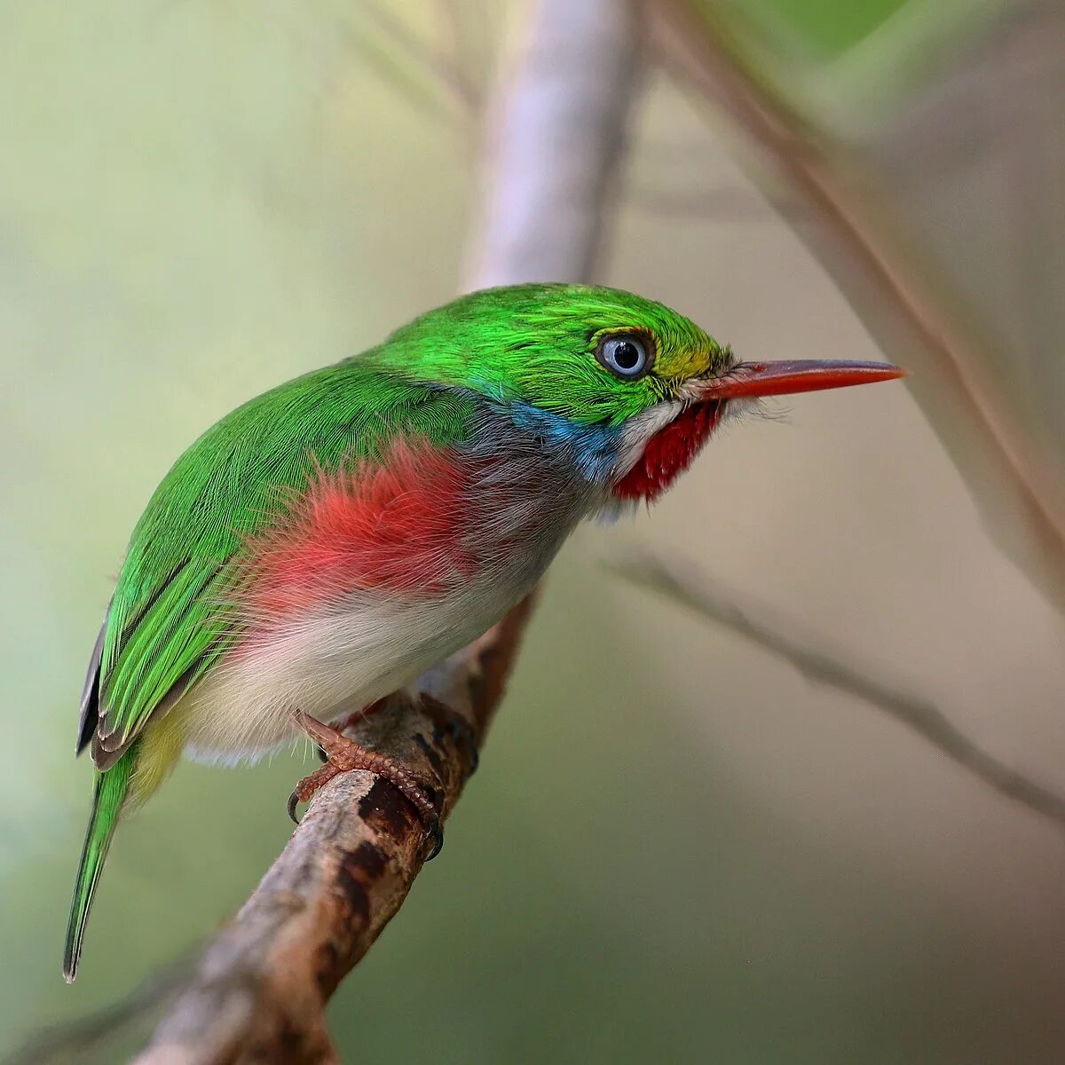 Птицы кубы фото Cuban tody - Wikipedia