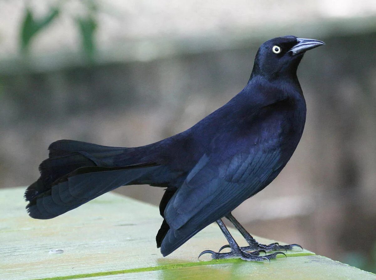 Птицы кубы фото File:Greater Antillean Grackle (Quiscalus niger) RWD.jpg - Wikipedia