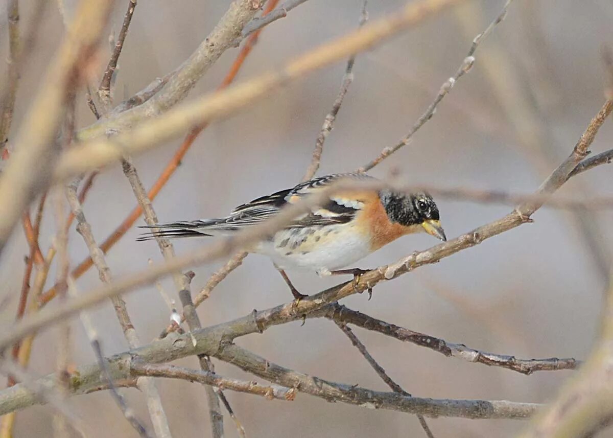 Птицы курганской области фото Brambling (Fringilla montifringilla). Birds of Siberia.